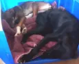 Thon e Lalá