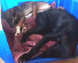 Cachorro raça srd idade 2 a 6 meses nome Thon e Lalá
