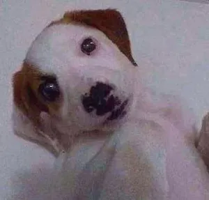 Cachorro raça ???? idade 2 a 6 meses nome Cebola