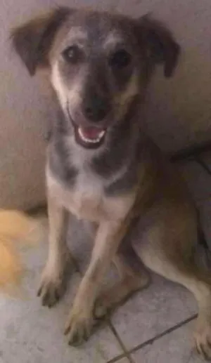 Cachorro raça SRD  idade 2 anos nome Marley