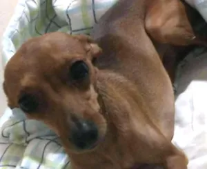 Cachorro raça Pinscher idade 2 anos nome Atende pelos nomes d