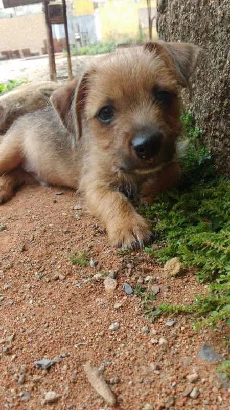 Cachorro ra a pinscher misturado idade 2 a 6 meses nome -