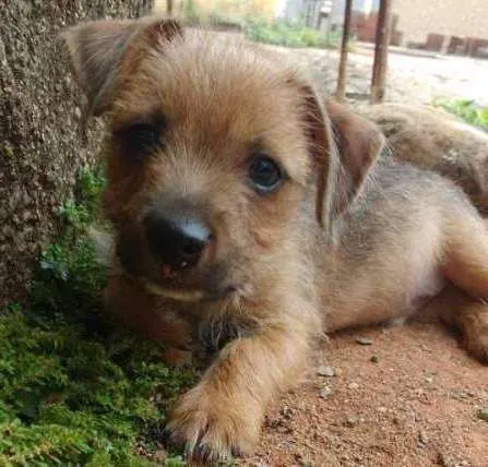 Cachorro ra a pinscher misturado idade 2 a 6 meses nome -