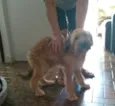 Não tem dog resgatad