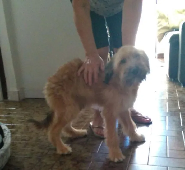 Cachorro raça Vira Lata eu acho idade 1 ano nome Não tem dog resgatad