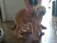 Não tem dog resgatad