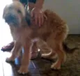 Não tem dog resgatad