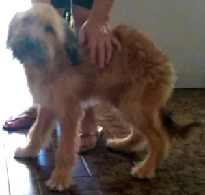 Cachorro raça Vira Lata eu acho idade 1 ano nome Não tem dog resgatad