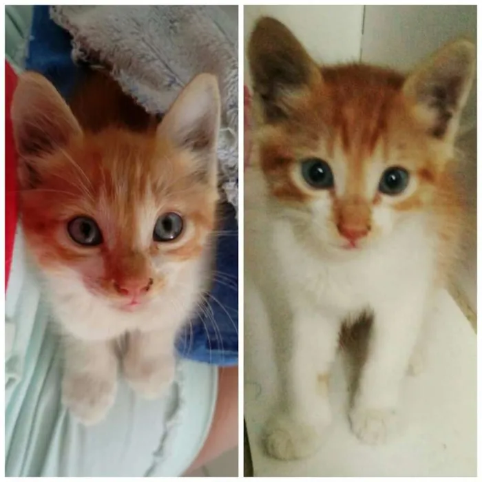 Gato raça SRD idade Abaixo de 2 meses nome Panqueca