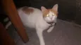 Chiquinho 
