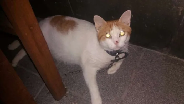 Gato ra a Branco com amarelo idade 6 ou mais anos nome Chiquinho 