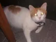 Chiquinho 