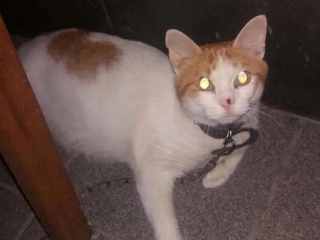 Gato ra a Branco com amarelo idade 6 ou mais anos nome Chiquinho 