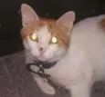 Chiquinho 