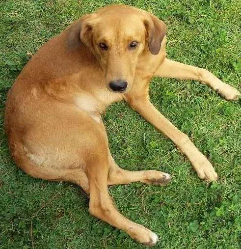 Cachorro ra a Vira-Lata idade 5 anos nome Nero