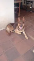 Koda