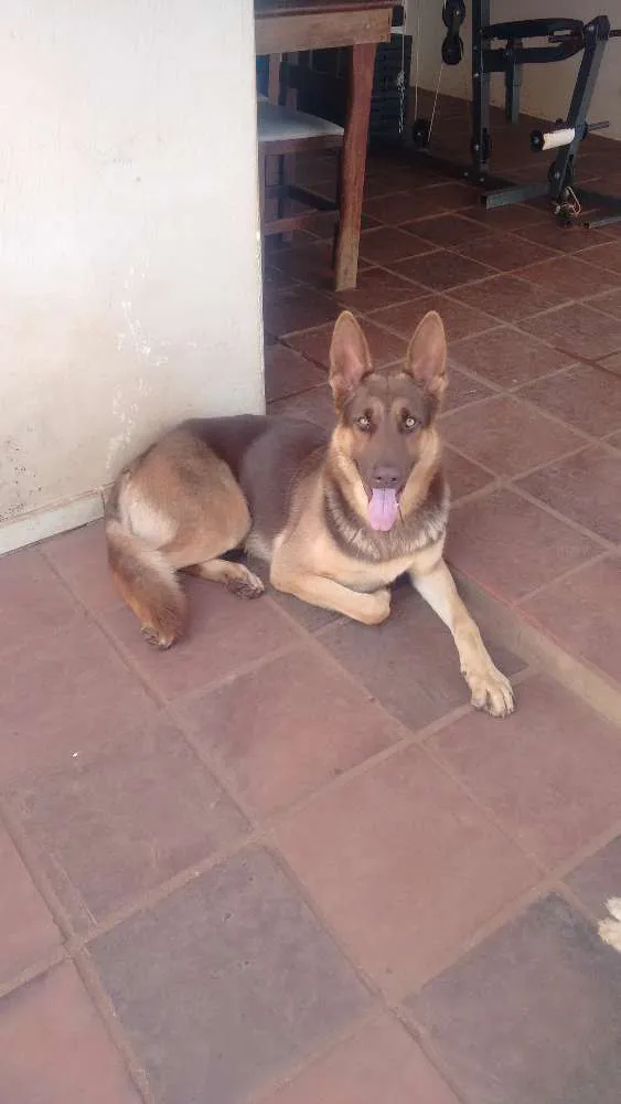Cachorro raça Pastor alemão idade 7 a 11 meses nome Koda