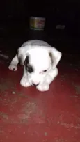 Bebezinho