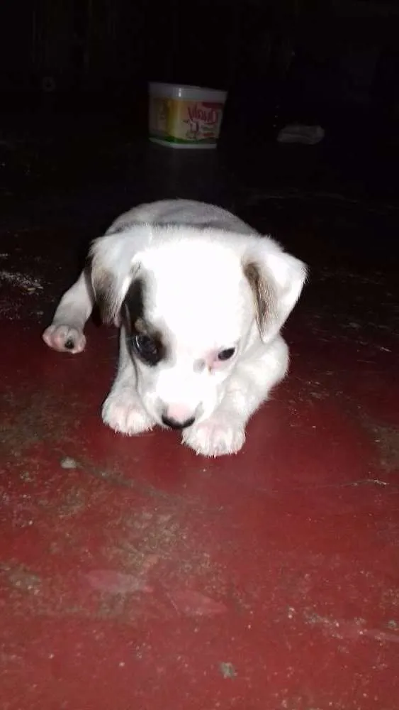Cachorro ra a Vira lata idade Abaixo de 2 meses nome Bebezinho