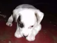 Bebezinho