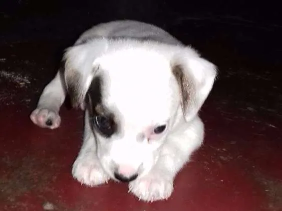 Cachorro ra a Vira lata idade Abaixo de 2 meses nome Bebezinho