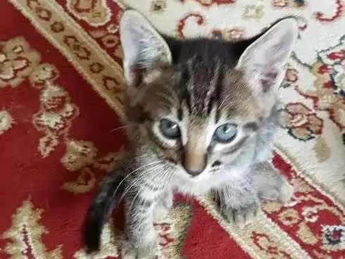 Gato ra a Srd idade Abaixo de 2 meses nome Sem nome