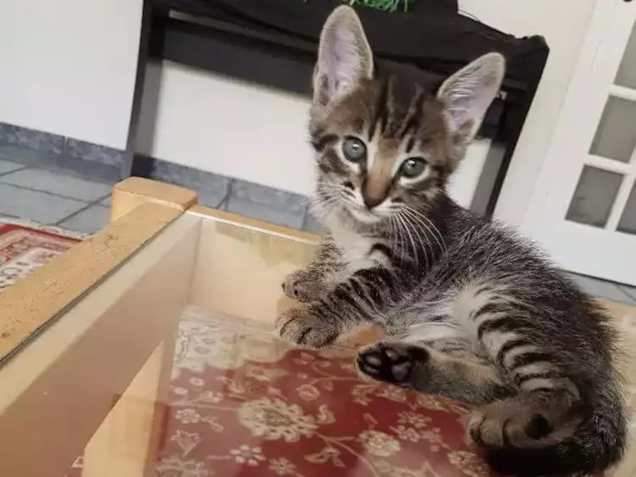 Gato ra a Srd idade Abaixo de 2 meses nome Sem nome