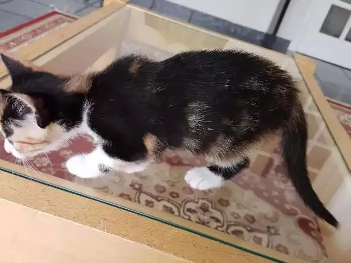 Gato ra a Srd idade Abaixo de 2 meses nome Sem nome 