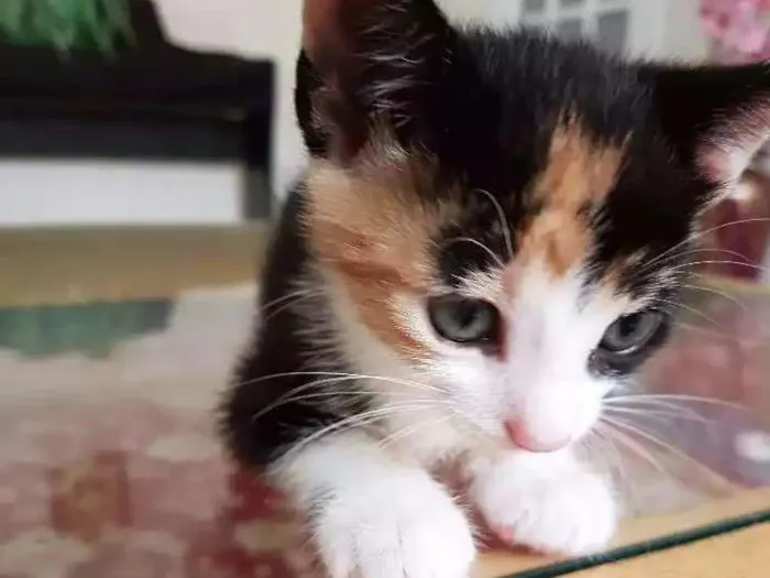 Gato ra a Srd idade Abaixo de 2 meses nome Sem nome 