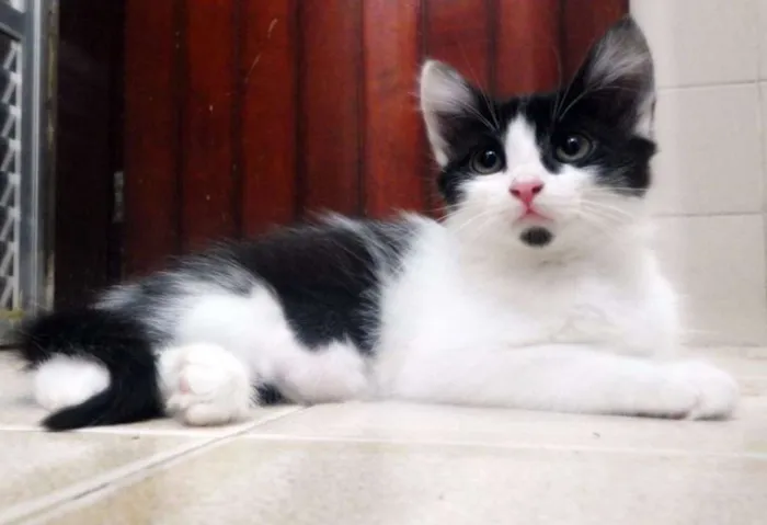 Gato ra a SRD idade 2 a 6 meses nome Emma