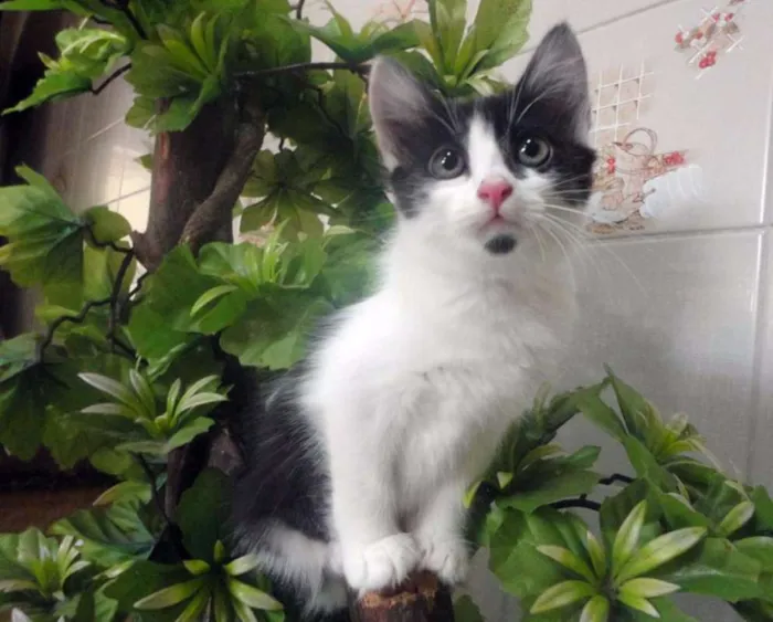 Gato ra a SRD idade 2 a 6 meses nome Emma