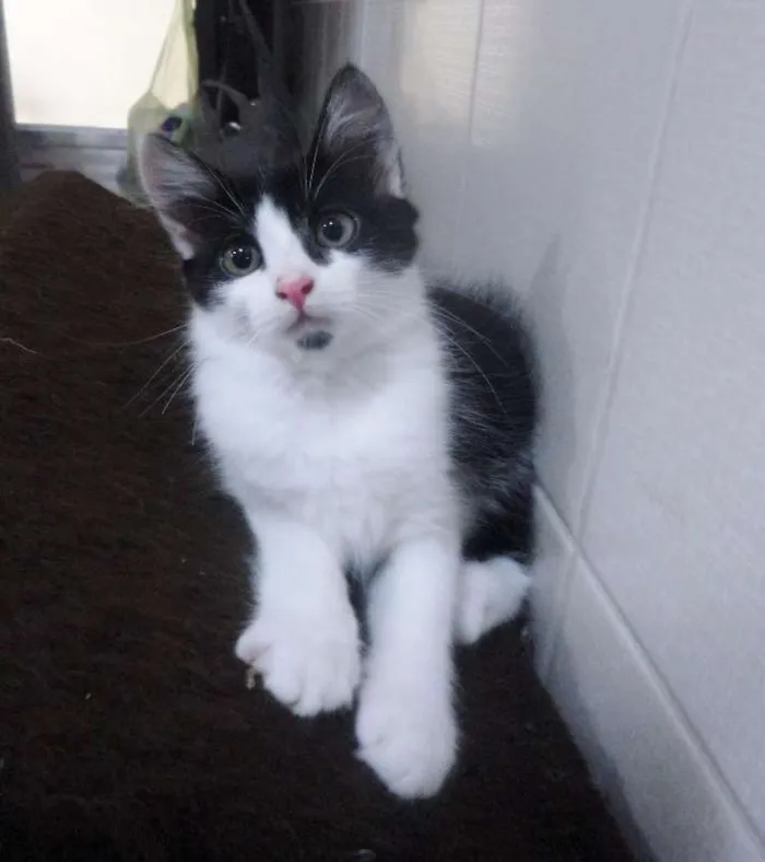 Gato ra a SRD idade 2 a 6 meses nome Emma