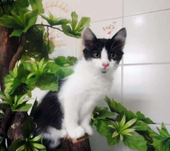 Gato ra a SRD idade 2 a 6 meses nome Emma