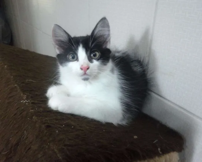 Gato ra a SRD idade 2 a 6 meses nome Emma