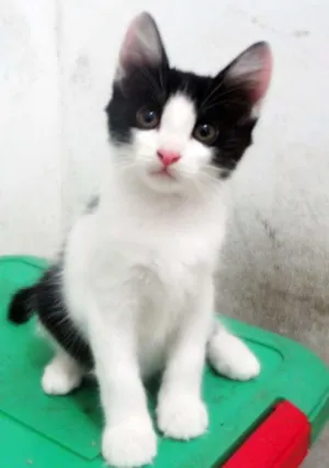 Gato raça SRD idade 2 a 6 meses nome Popó
