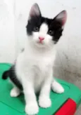 Popó