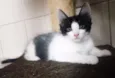 Popó