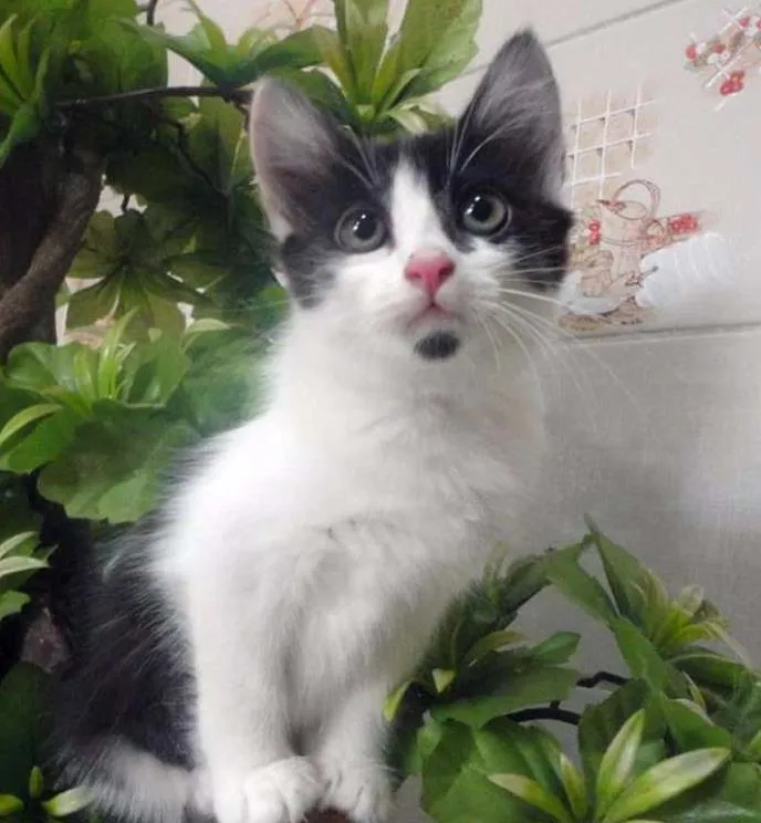 Gato ra a SRD idade 2 a 6 meses nome Emma