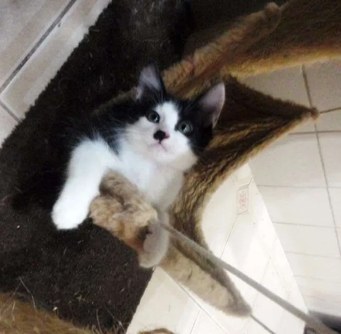 Gato ra a SRD idade 2 a 6 meses nome Tyler