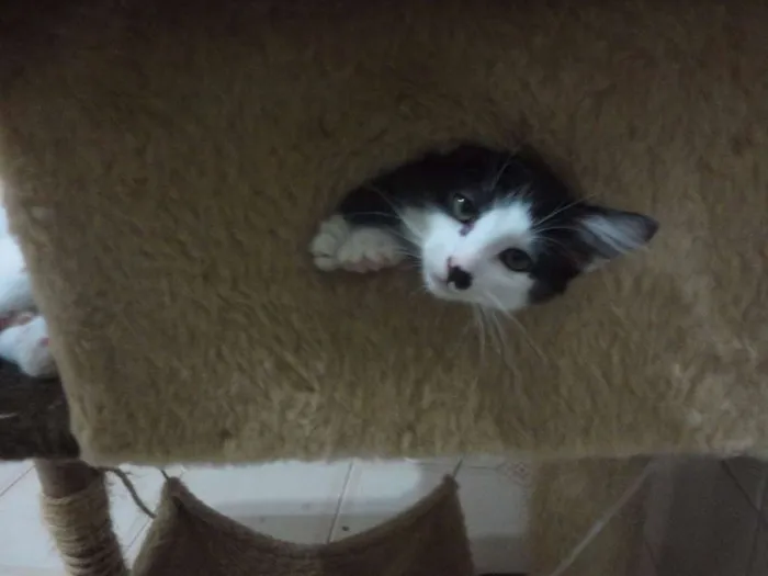 Gato ra a SRD idade 2 a 6 meses nome Tyler
