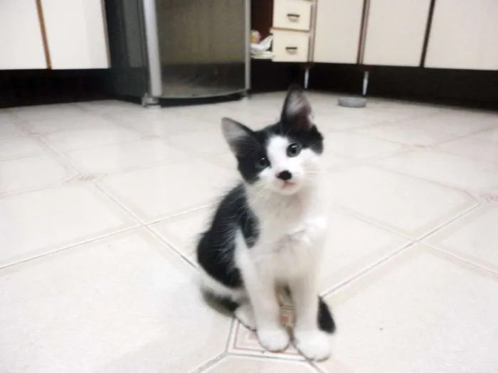 Gato ra a SRD idade 2 a 6 meses nome Tyler