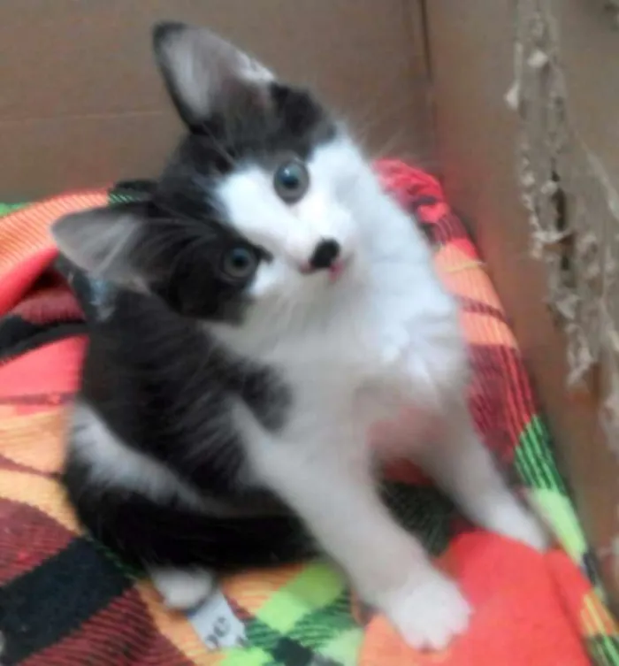 Gato ra a SRD idade 2 a 6 meses nome Tyler