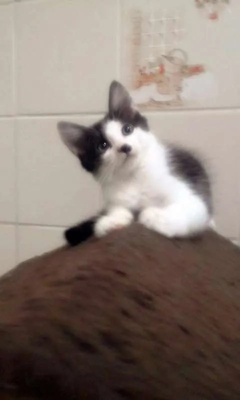 Gato ra a SRD idade 2 a 6 meses nome Tyler