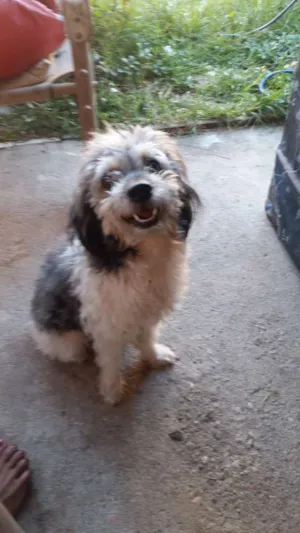 Cachorro raça Poodle Místico  idade 2 anos nome Puk