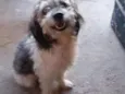Puk