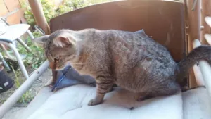 Gato raça  idade 3 anos nome Lilika