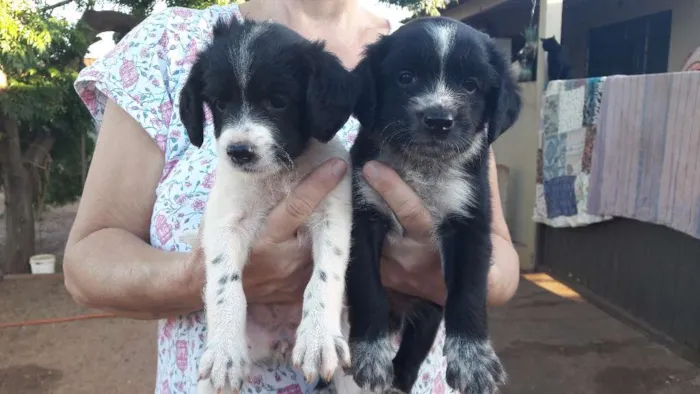 Cachorro ra a Vira lata  idade 2 a 6 meses nome Sem nome