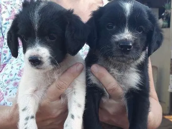 Cachorro ra a Vira lata  idade 2 a 6 meses nome Sem nome