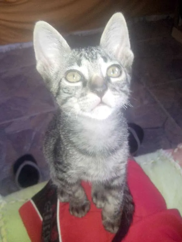 Gato raça não sei idade 2 a 6 meses nome Royalzie