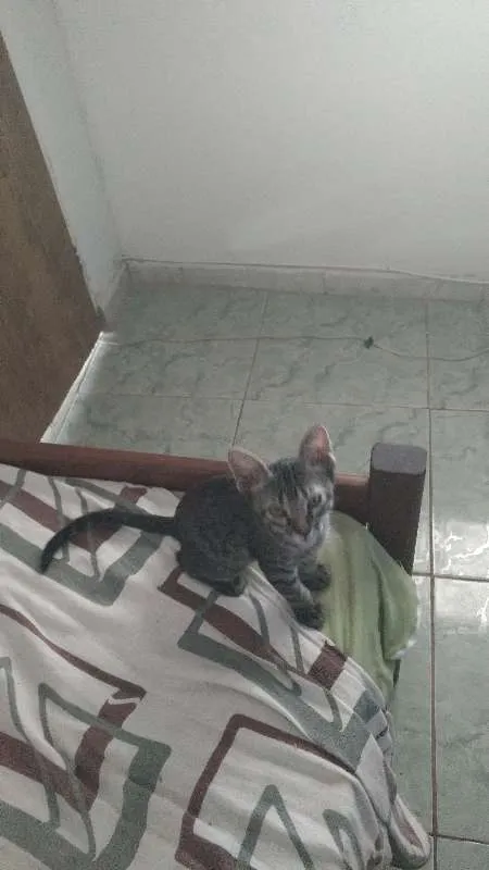 Gato raça não sei idade 2 a 6 meses nome Royalzie